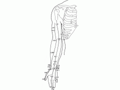 人体穴位图解 - 上肢内侧