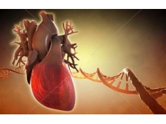 用艾艾贴如何调理心血管系统？